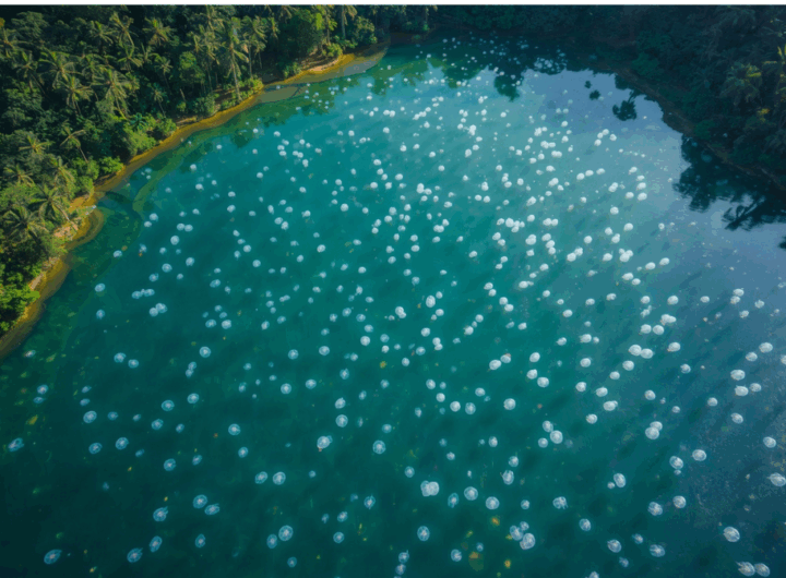 Pemandangan udara Danau Kakaban di Kalimantan Timur dengan ubur-ubur tanpa sengat di air biru kehijauan.